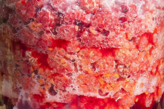 Raspberry kombucha fermentation process close up, berry texture and gas bubbles