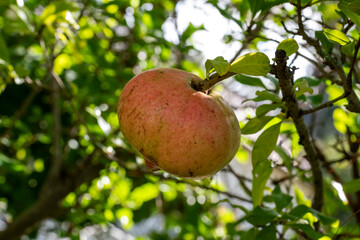 Obraz premium Pomegranate (Punica granatum) on the branch