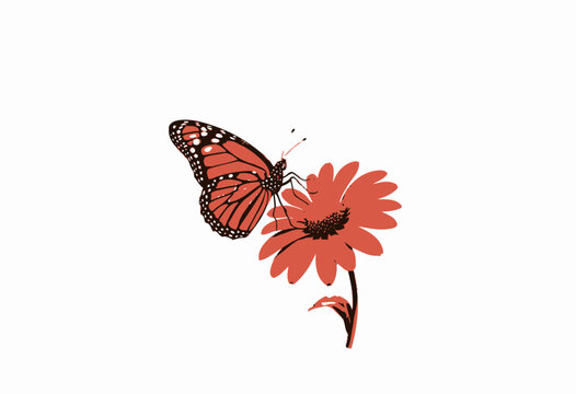 Detailed Illustration of a Monarch Butterfly Resting Gracefully on a Vibrant Red Daisy Against a Stark White Background
