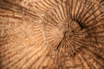 Ancient Ammonite Fossil with Perfect Spiral Geometry © Fox Bread