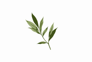 Obraz premium Close-up of a minimalistic green foliage with elongated leaves and delicate veins on a white background, capturing botanical simplicity and natural elegance.