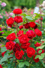 Branch of delicate red roses in full bloom growing in summer garden. Romantic floral background with natural light, decorative flowers and green foliage. Spring and nature, gardening, plant breeding.