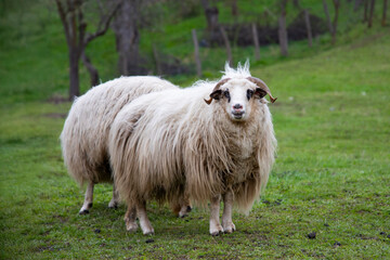 Obraz premium Sheeps grazing in the field on a sunny morning