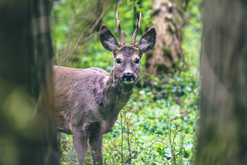 Młody kozioł sarny z parostkami patrzący prosto w obiektyw w gęstym, zielonym lesie, portret dzikiej przyrody. © Henryk Niestrój