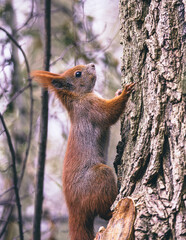 Portret rudej wiewiórki pospolitej (Sciurus vulgaris) w naturalnym środowisku leśnym, detale futra i puszystego ogona na drzewie. © Henryk Niestrój