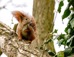 Portret rudej wiewiórki pospolitej (Sciurus vulgaris) w naturalnym środowisku leśnym, detale futra i puszystego ogona na drzewie. © Henryk Niestrój