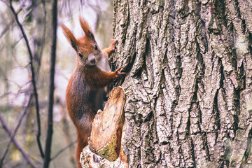 Portret rudej wiewiórki pospolitej (Sciurus vulgaris) w naturalnym środowisku leśnym, detale futra i puszystego ogona na drzewie. © Henryk Niestrój