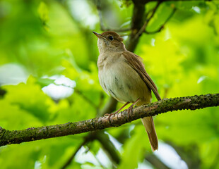 Słowik rdzawy (Luscinia megarhynchos) siedzący na gałęzi drzewa wśród soczystej, zielonej roślinności w lesie lub ogrodzie. © Henryk Niestrój
