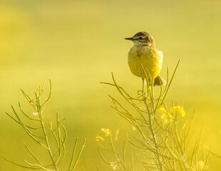 Pliszka żółta (Motacilla flava) siedząca na szczycie kwitnącego rzepaku w ciepłym, porannym świetle na rozmytym żółtym tle. © Henryk Niestrój