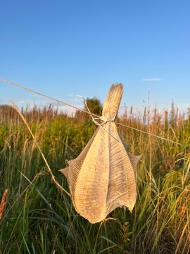 dried fish in the sun