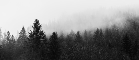 Dramatic black and white panorama of coniferous forest in thick mist and fog. Mysterious moody monochrome nature landscape background. Fine art photography, horizontal, panoramic photo  © Jurii