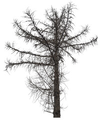 Obraz premium Coniferous tree without needles, leaves on a transparent background, for designs on the theme of ecology, horror, Halloween. Design and layout of covers, posters, and banners