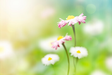 Delicate pink daisies bloom beautifully in a lush green meadow, capturing the essence of spring. The soft focus enhances the dreamy atmosphere of this floral scene.