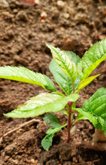 Small seeding plant growing in pot, gardening background, nature photography, young green sprout