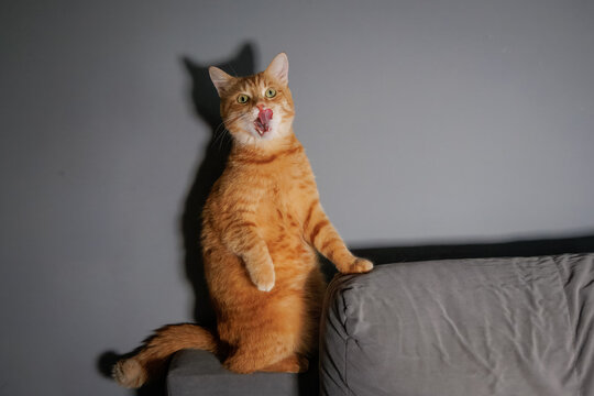 An adult male ginger tabby cat with green eyes standing on a grey couch, licking his lips toward the camera lens against a grey background.