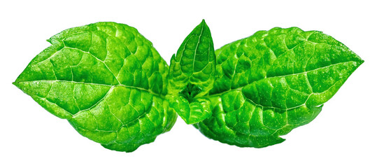 PNG, fresh green mint leaf, mint branch, macro, close-up texture, transparent background, large photo © HappyRichStudio