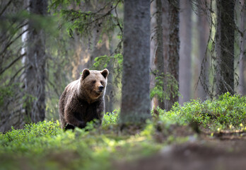 Naklejka premium Wild brown bear ( Ursus arctos )
