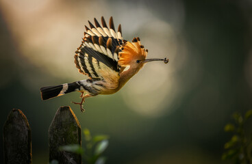 Eurasian hoopoe bird in early morning light ( Upupa epops ) © Piotr Krzeslak