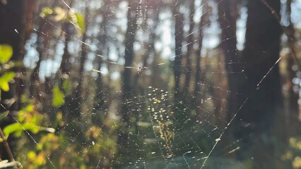 Spiderweb swaying in wind at forest with sunlight at background. Spider builds a cobweb at woodland. Beautiful nature scene on summer park at sunset. Concept of wildlife. Slow motion