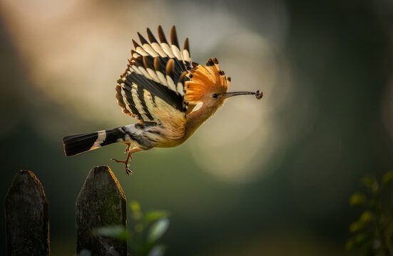 Eurasian hoopoe bird in early morning light ( Upupa epops )