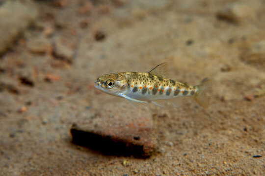 A young salmon parr in the Bonaventure river in the Bay of chaleurs in Qu&eacute;bec province