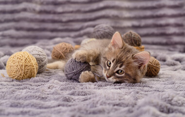 Small fluffy kitten playing with wool balls on grey blanket