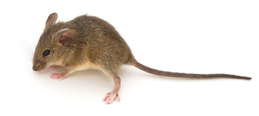 Small brown house mouse standing on white background looking to the left