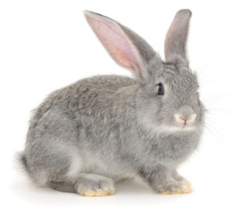 Obraz premium Grey domestic rabbit standing on white background looking forward