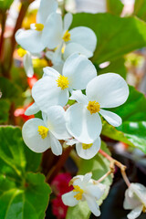 White wax begonia (Begonia x semperflorens-cultorum) flowers blooming in a Waukesha County, Wisconsin nursery during a sunny June.