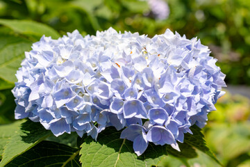 Blue Hydrangea macrophylla flowers blooming at a nursery in Waukesha County, Wisconsin, during a sunny day in June.