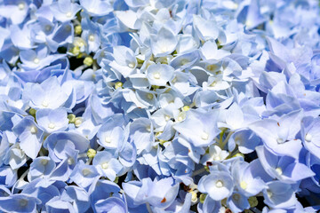 Close-up pattern of light blue Hydrangea macrophylla petals at a Waukesha County, Wisconsin nursery during a sunny day in June.