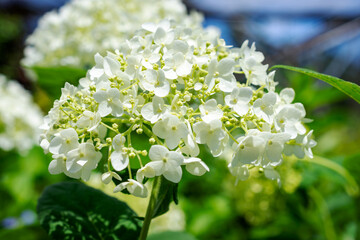 Delicate white Smooth Hydrangea (Hydrangea arborescens) blooming at a nursery in Waukesha County, Wisconsin, during a sunny June.