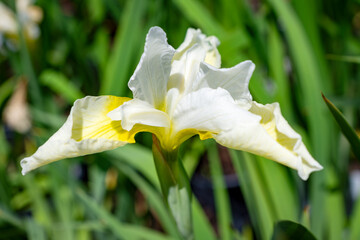 Elegant white and yellow Siberian Iris (Iris sibirica) blooming at a Waukesha County, Wisconsin nursery during a sunny June day.