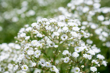 Delicate white Baby's Breath (Gypsophila paniculata) blooming at a nursery in Waukesha County, Wisconsin, during a sunny June.