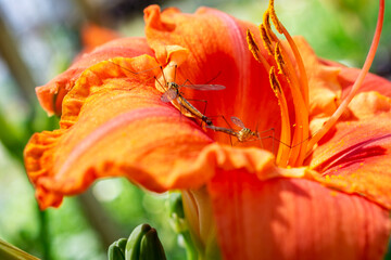 Macro photo of Crane Flies (Tipulidae) on a bright orange Daylily bloom at a Waukesha County, Wisconsin nursery during a sunny June.