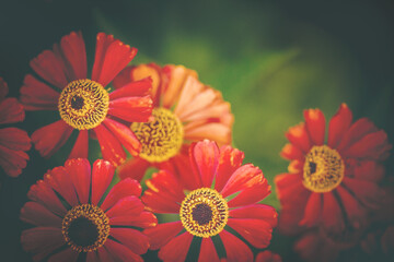 Wandbild mit Blumen in rot orange mit Hintergrund in gr&uuml;n