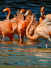 Group of Flamingos Wading in Sunlit Shallow Water
