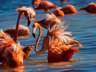 Graceful Flamingos Preening in Sunlit Blue Water