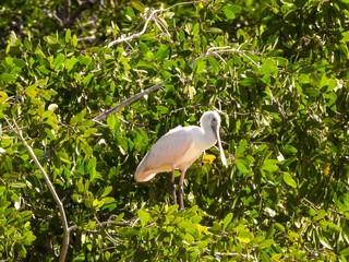 Roseate Spoonbill Perched in Lush Mangrove Foliage