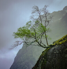 Lone Tree on Mossy Rock in Misty Mountain Valley Norway