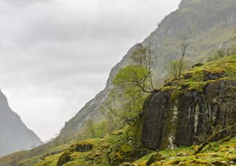 Lone Tree on Mossy Rock in Misty Mountain Valley Norway