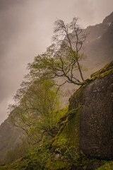 Lone Tree on Mossy Rock in Misty Mountain Valley Norway