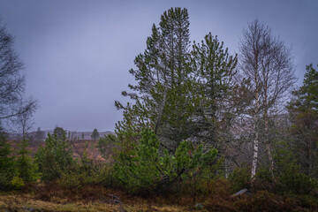 Boreal Forest with Pine and Birch Trees in Hemsedal Norway