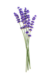 Bunch of fresh blooming purple lavender flowers isolated on white, transparent background. Natural product, design element, wellness, aromatherapy, medical herb.