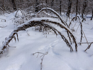 Сurved high dry grass stems covered with snow in forest