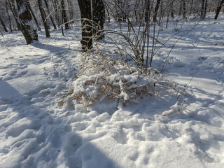 Dry grass and bush covered with snow in a forest