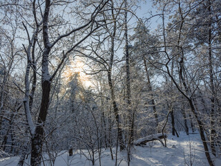 Trees and bushes covered with snow in forest backlit