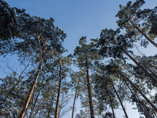 Tops of pines in winter forest, bottom view against sky