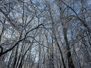Trees and bushes covered with ice and snow in forest