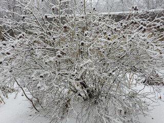 Dog rose bush covered with snow in winter overcast day